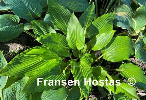 Hosta Red Dragon